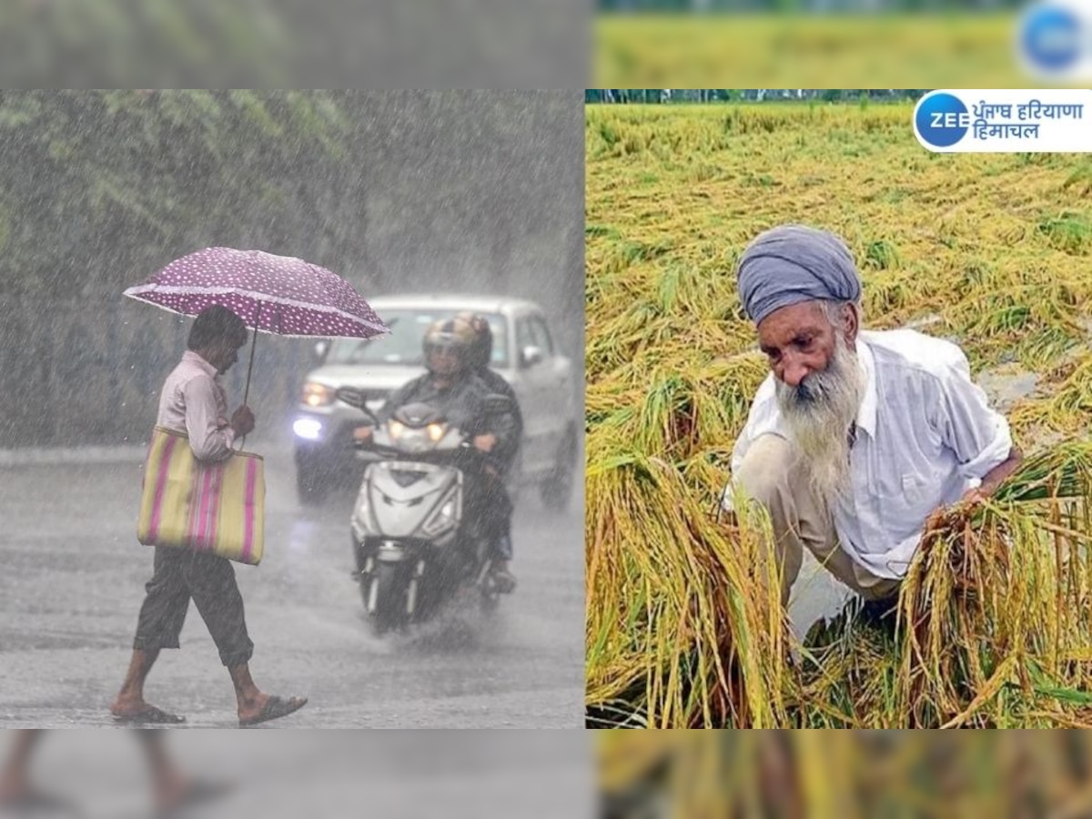 Punjab Weather Update: ਪੰਜਾਬ ਦੇ 4 ਜ਼ਿਲ੍ਹਿਆਂ 'ਚ ਮੀਂਹ ਦਾ ਅਲਰਟ! ਕਿਸਾਨਾਂ ਦੀ ਮੁੜ ਵਧੀ ਚਿੰਤਾ