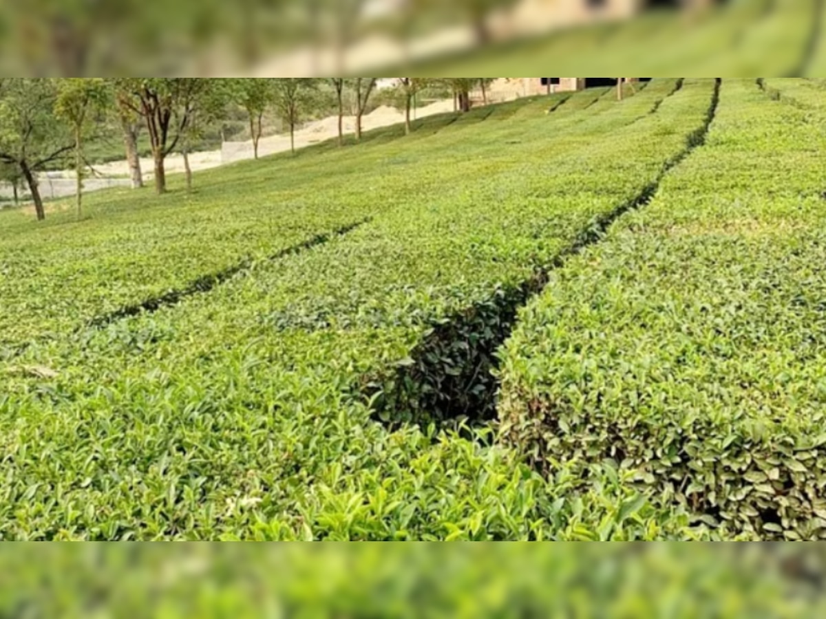 कांगड़ा चाय को मिला यूरोपियन जीआई टैग, प्रदेश की चाय की अंतर्राष्ट्रीय स्तर पर बड़ी उपलब्धि