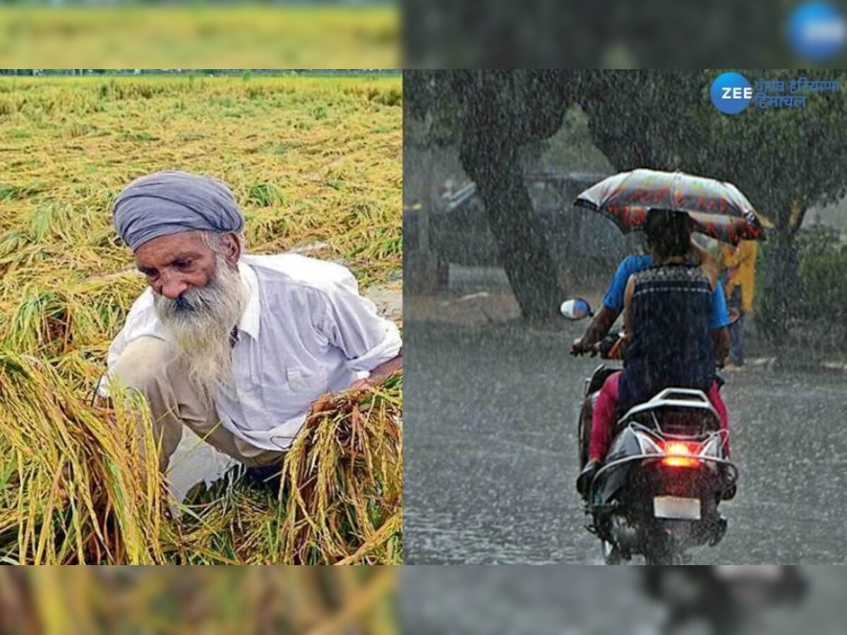 Punjab Weather Update: ਪੰਜਾਬ 'ਚ ਬੇਮੌਸਮੀ ਮੀਂਹ ਨੇ ਕਿਸਾਨਾਂ ਦੇ ਸੁਕਾਏ ਸਾਹ, ਪੱਕੀਆਂ ਫਸਲਾਂ ਦਾ ਹੋ ਰਿਹਾ ਭਾਰੀ ਨੁਕਸਾਨ  