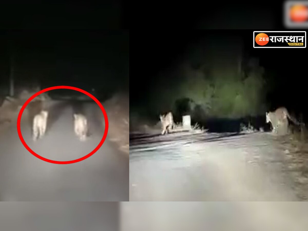 राजसमंद में सड़क किनारे खेलते 2 पैंथर का विडीओ viral,  Watch Video