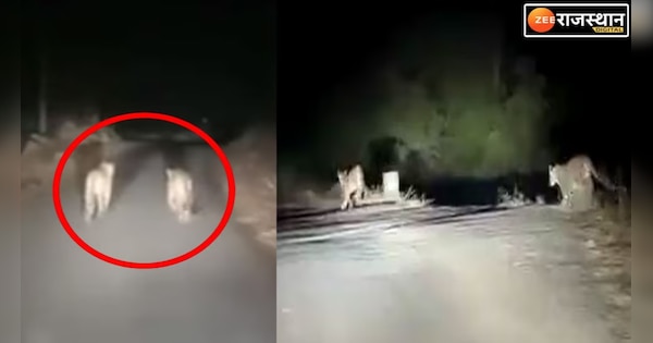 Rajsamand News Panth was seen playing on the roadside in Rajsamand watch video | Rajsamand News : राजसमंद में सड़क किनारे दिखें अठखेलियां करते हुए पैंथ, देखिए वीडियो | Zee News Hindi