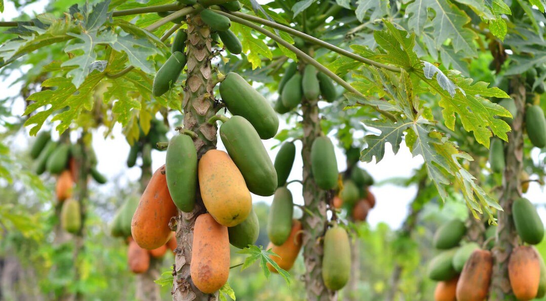 Period Cramps ଋତୁସ୍ରାବ ସମୟରେ ହେଉଛି କି ଅସହ୍ୟ ଯନ୍ତ୍ରଣା, ତାହେଲେ କଞ୍ଚା