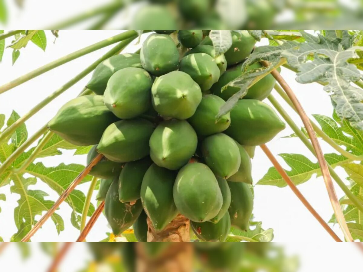 Period Cramps ଋତୁସ୍ରାବ ସମୟରେ ହେଉଛି କି ଅସହ୍ୟ ଯନ୍ତ୍ରଣା, ତାହେଲେ କଞ୍ଚା