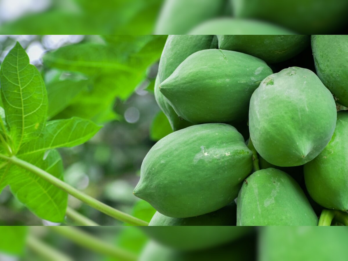 Period Cramps ଋତୁସ୍ରାବ ସମୟରେ ହେଉଛି କି ଅସହ୍ୟ ଯନ୍ତ୍ରଣା, ତାହେଲେ କଞ୍ଚା