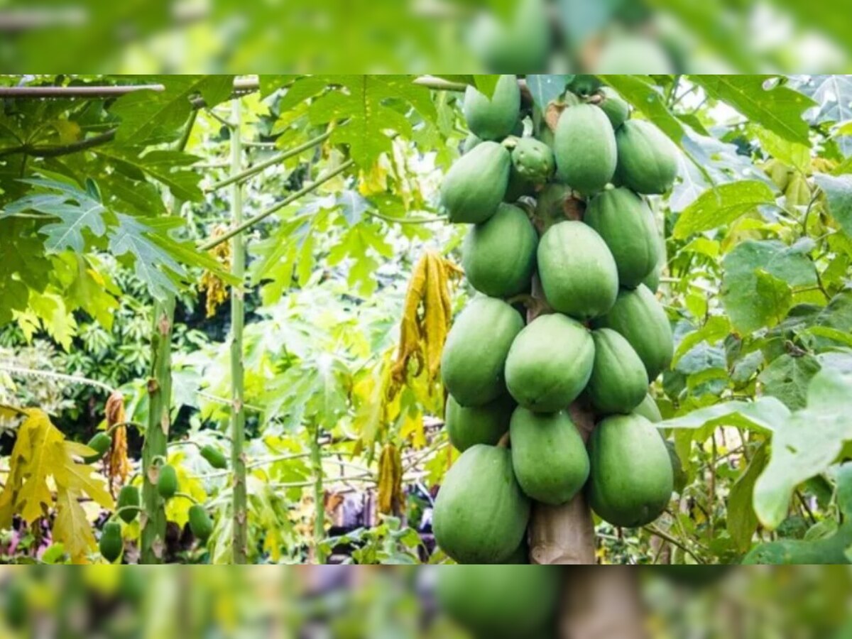 Period Cramps ଋତୁସ୍ରାବ ସମୟରେ ହେଉଛି କି ଅସହ୍ୟ ଯନ୍ତ୍ରଣା, ତାହେଲେ କଞ୍ଚା