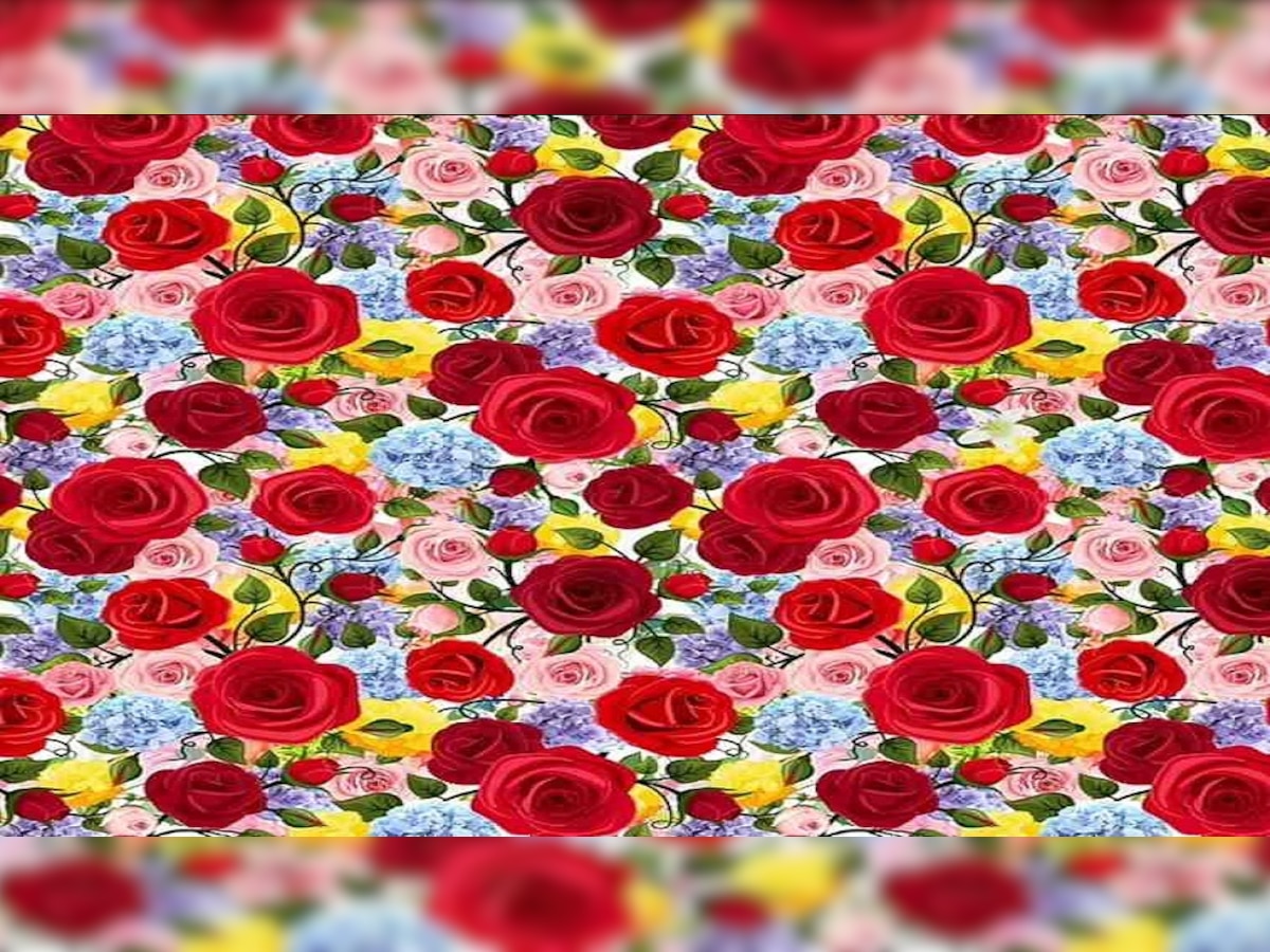 Optical Illusion: गुलाब के बीच छिपा है लिली का फूल, सिर्फ एक प्रतिशत लोगों को पता है परिणाम..आप भी ढूंढिए