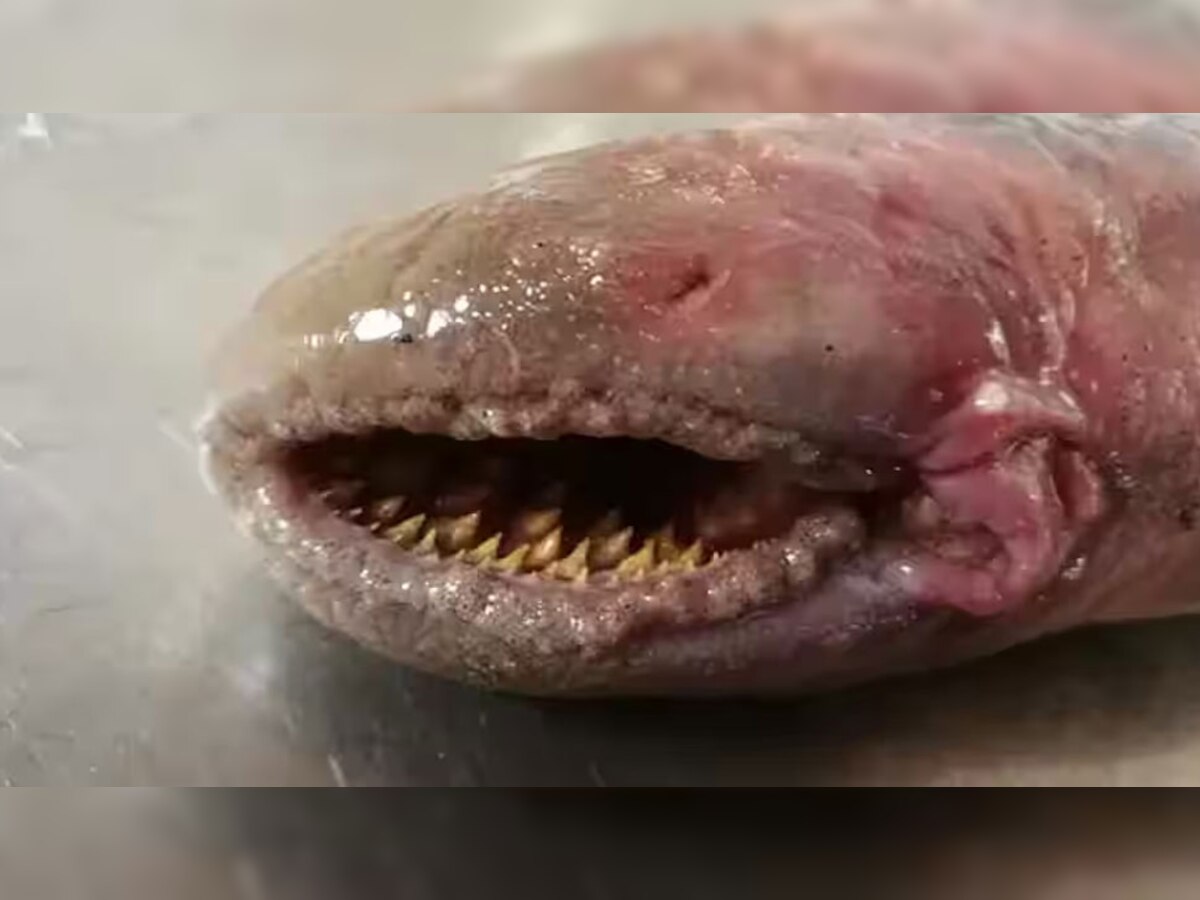 दुनिया की सबसे क्रूर मछली जो चूस लेती है खून, दुनिया कहती है ‘समुद्री वैम्पायर’; सुखा देती है शरीर
