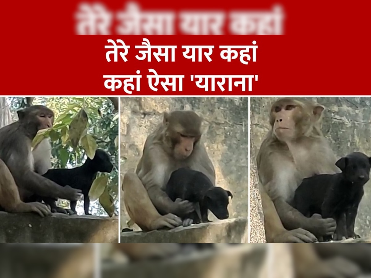 Hardoi News: कुत्ते के बच्चे को पाल रहा बंदर, सोने और खाने-पीने से लेकर हर बात का रख रहा मां जैसा ख्याल...अनोखे प्यार के गवाह हैं लोग