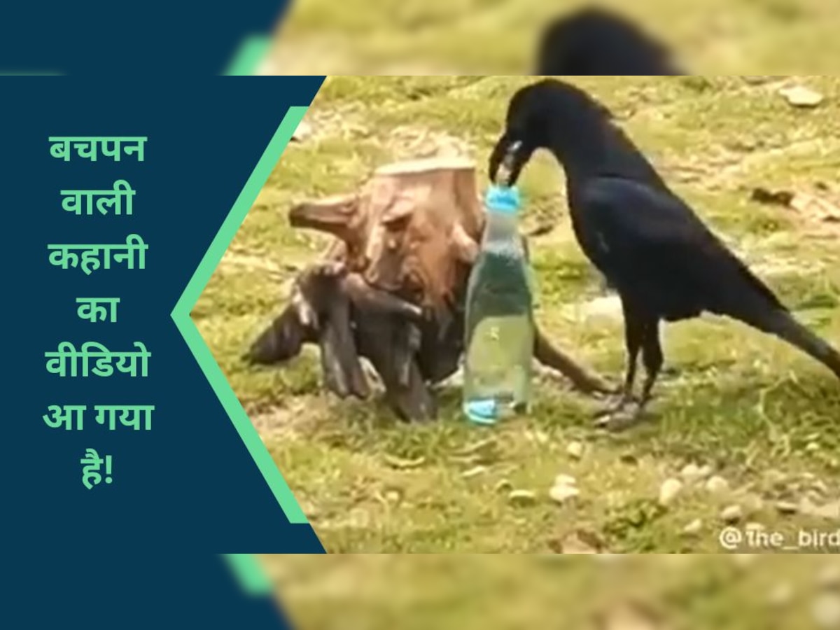 Thirsty Crow: कौआ..बोतल..कंकड़ और पानी, पहली बार इसका वीडियो सामने आया है..देखिए कितनी सही थी कहानी!