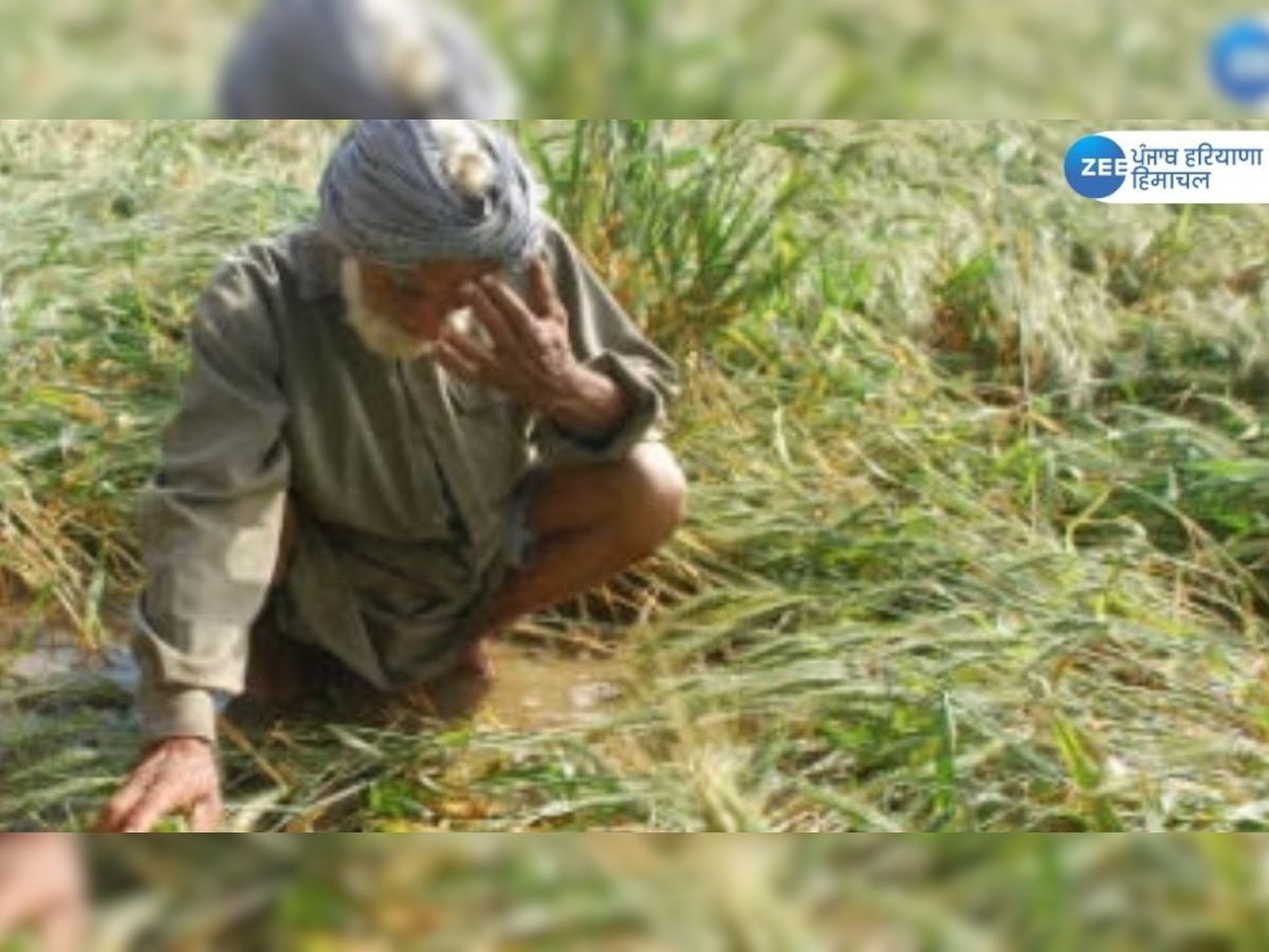 Punjab Farmers News: ਕਿਸਾਨਾਂ ਲਈ ਵੱਡੀ ਖ਼ਬਰ : ਮੀਂਹ ਕਾਰਨ ਖ਼ਰਾਬ ਹੋਈ ਕਣਕ ਦੇ ਭਾਅ 'ਚ ਕਟੌਤੀ ਦਾ ਖ਼ਦਸ਼ਾ, ਇਸ ਸੂਬੇ ਨੂੰ ਦਿੱਤੀ ਛੋਟ