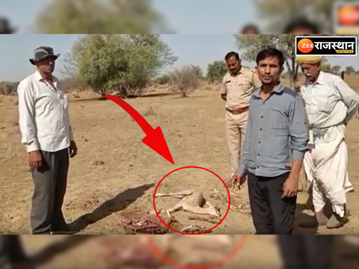 Jaisalmer news: क्यों जिला प्रशासन चलाएगा कुत्तों को पकड़ने का अभियान, जानिए वजह