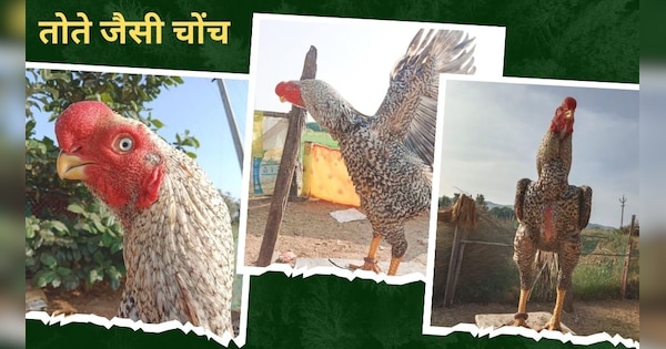 chicken beauty pageant win by world beautiful hen from andhra pradesh ...