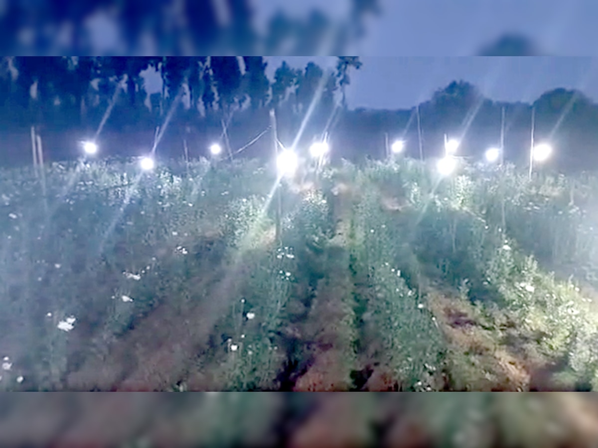 टीचर की नौकरी गई तो शुरू कर दी किसानी, खेत में LED बल्ब की इस टेक्निक से कमा रहा लाखों रुपये!