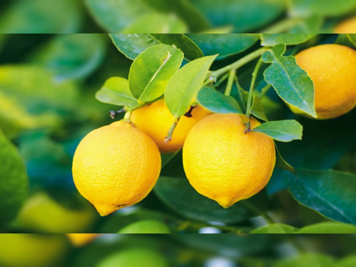 Lemon Benefits home remedies lemonade cures every stomach disease