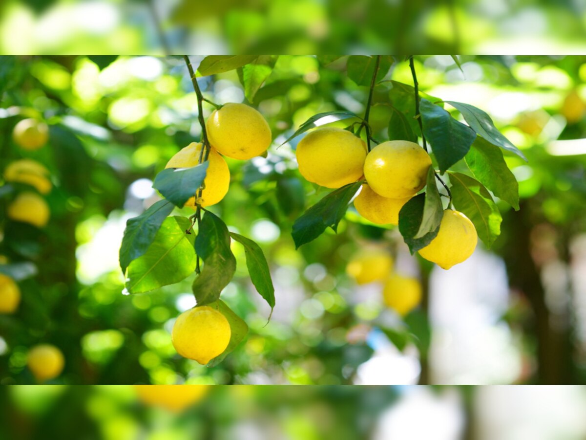 Lemon Benefits home remedies lemonade cures every stomach disease