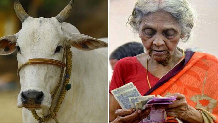 उत्तर प्रदेश में वृद्धा पेंशन 800 और गायों को मिलेगा 900 रुपये मासिक ! 