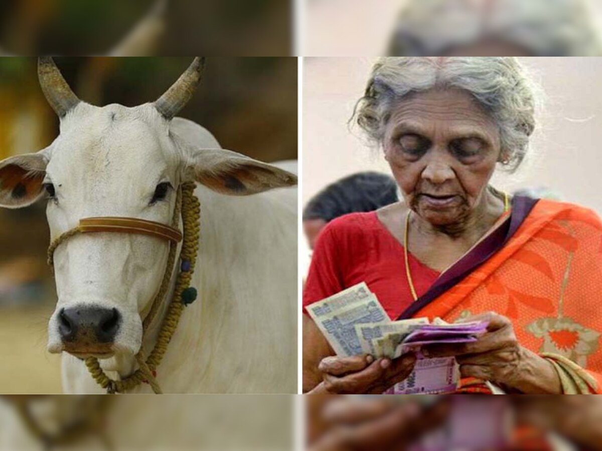 उत्तर प्रदेश में वृद्धा पेंशन 800 और गायों को मिलेगा 900 रुपये मासिक ! 