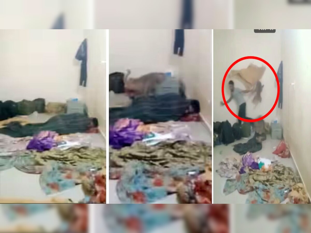 Video: कमरे का दरवाजा खोलकर सो रहा था शख्स, अचानक पहुंचे बंदर ने कर दिया कांड