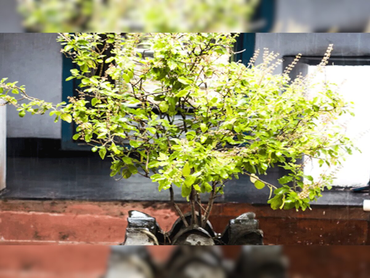 Vastu Tips : घर में इस दिशा में रखें तुलसी का पौधा, आसपास कभी ना हो ये चीज़