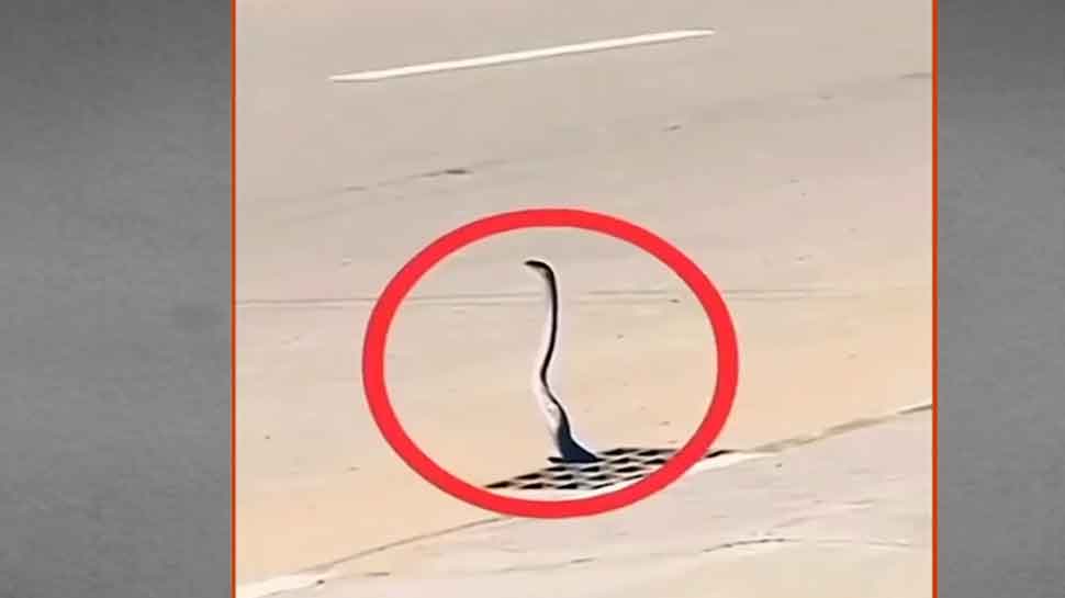 WATCH: सड़क पर दिखा किंग कोबरा, तेज रफ्तार गाड़ियों के बीच इसकी फुर्ती कर देगी हैरान