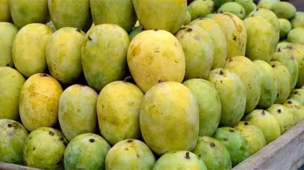 Langda Mango facts name history why is it called lagda |लंगड़ा आम के ...