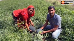 सब्जियों की खेती ने बदली किसान परिवार की किस्मत, सालाना हो रही 9 लाख की कमाई