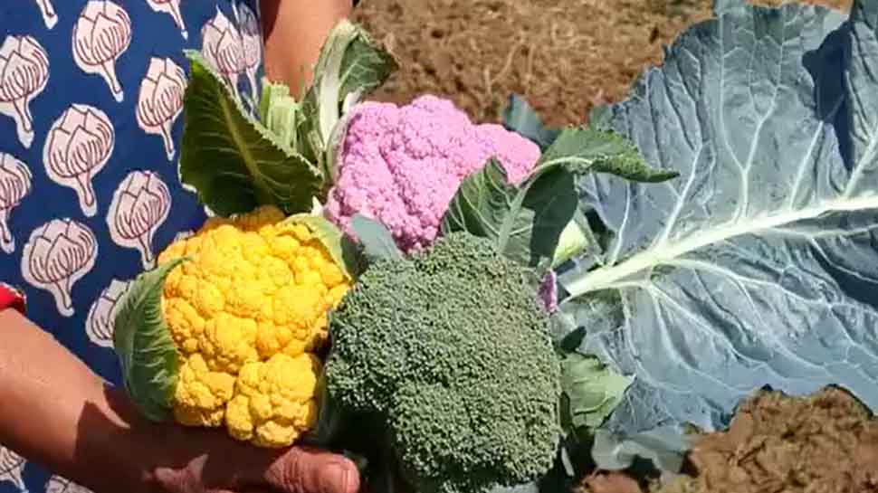 colored cauliflower and broccoli farming in durg know benefits rangin