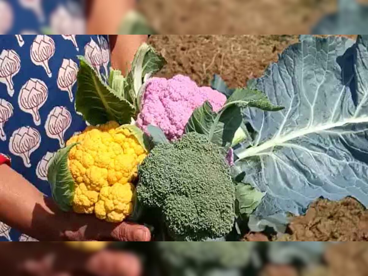 Colored Cauliflower: दुर्ग में किसान करने लगे रंगीन गोभी की खेती, मिल रहा दोगुना मुनाफा, बीमारियां भी होगी कंट्रोल 