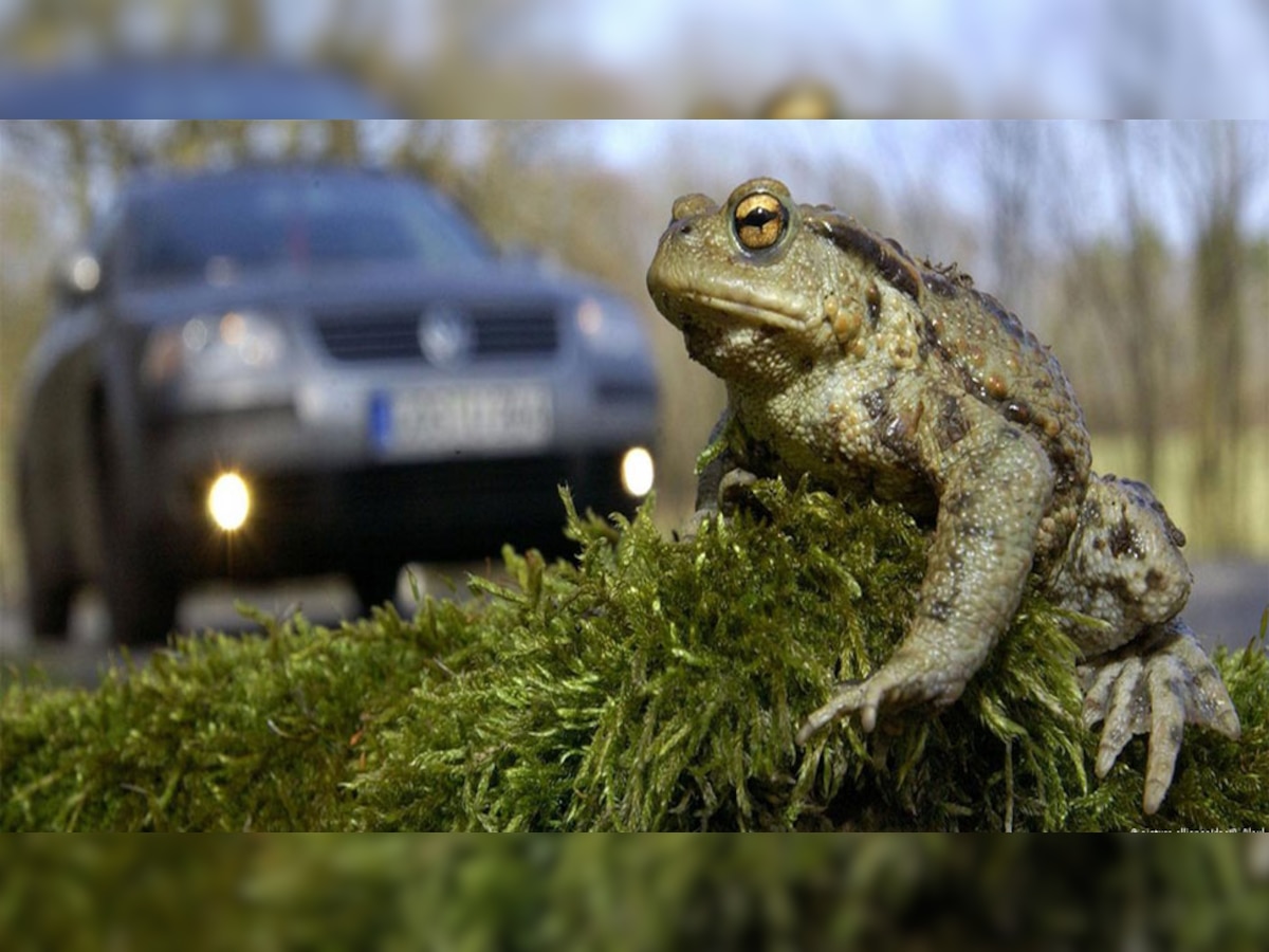 Save Frogs Life: वो देश, जहां मेढ़कों को सड़क पार कराने के लिए रोक दिया जाता है ट्रैफिक!