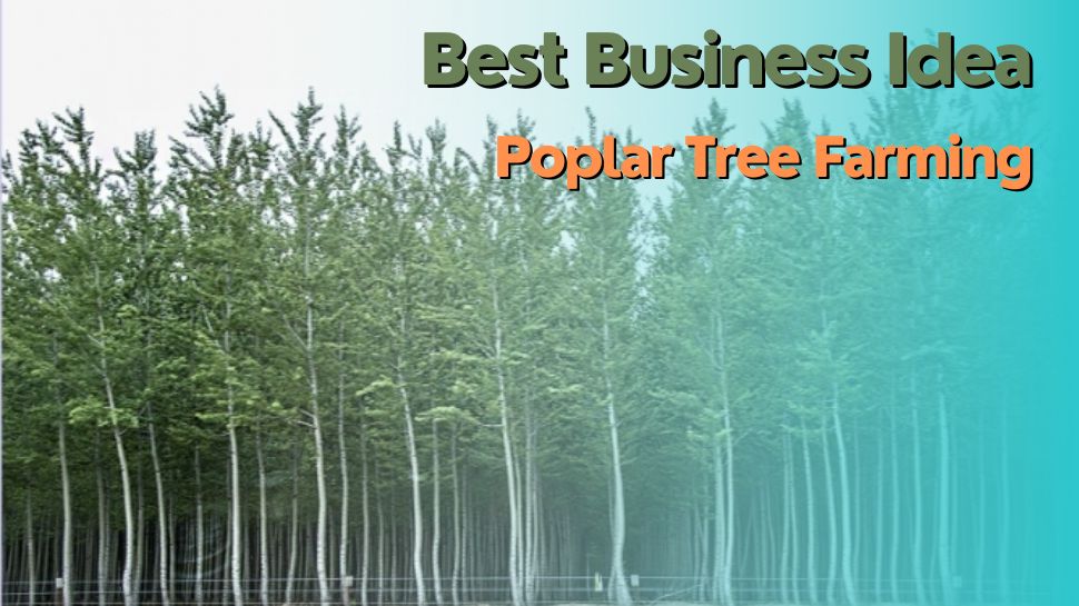 Business Idea Money Making Tips How to do Poplar Tree Farming