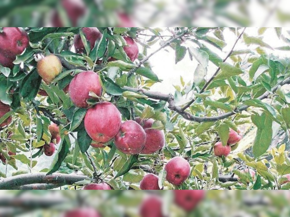 HP Farmer News: सेब बागवानों के लिए अच्छी खबर! अब नहीं उठाना पड़ेगा नुकसान, क्या है सुक्खू सरकार का प्लान?