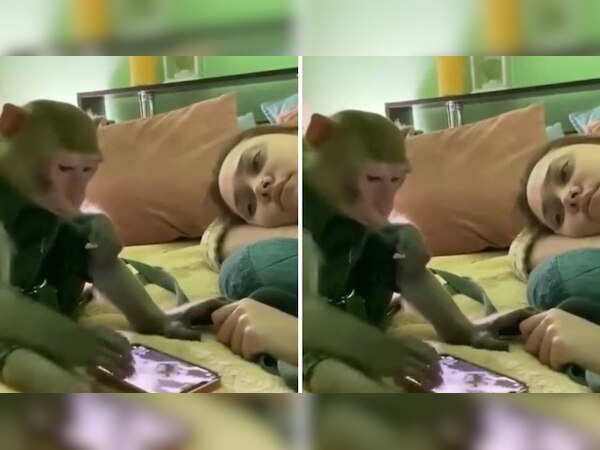 इंसानों की तरह बंदर को भी लगी रील्स देखने की बीमारी; वीडियो हो रहा है वायरल 