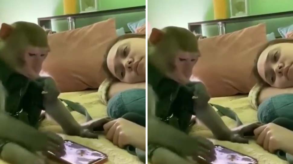 इंसानों की तरह बंदर को भी लगी रील्स देखने की बीमारी; वीडियो हो रहा है वायरल इंसानों की तरह बंदर को भी लगी रील्स देखने की बीमारी; वीडियो हो रहा है वायरल