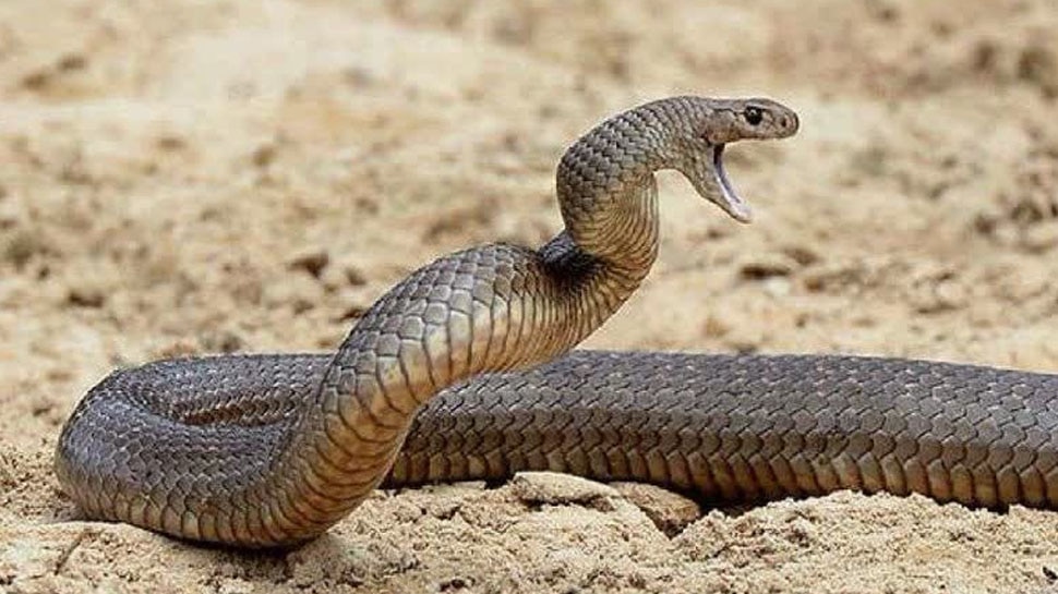 Saanpon ki hissss Awaz ka Matlab why does snake make hissing sound