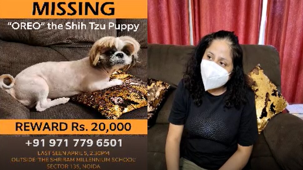 Noida shih tzu Dog stolen with car woman put posters search of friendly