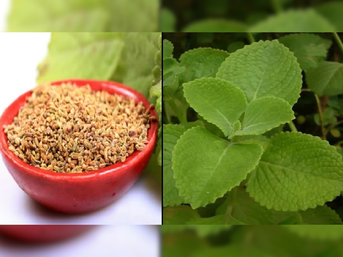 Ajwain Leaves Benefits: स्वाद ही नहीं सेहत के लिए वरदान हैं अजवाइन की पत्तियां, जान लें इसे खाने का तरीका और टाइम 