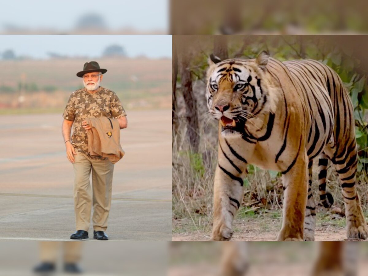 प्रोजेक्ट टाइगर के 50 साल पूरे होने पर PM मोदी ने जारी किए बाघों के आंकड़े, जानिए कितनी बढ़ी संख्या