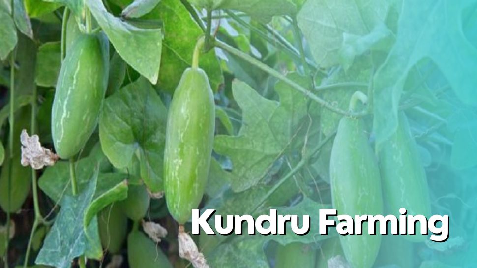 Business Idea Low Investment Business know how to do kundru farming and get huge Profit