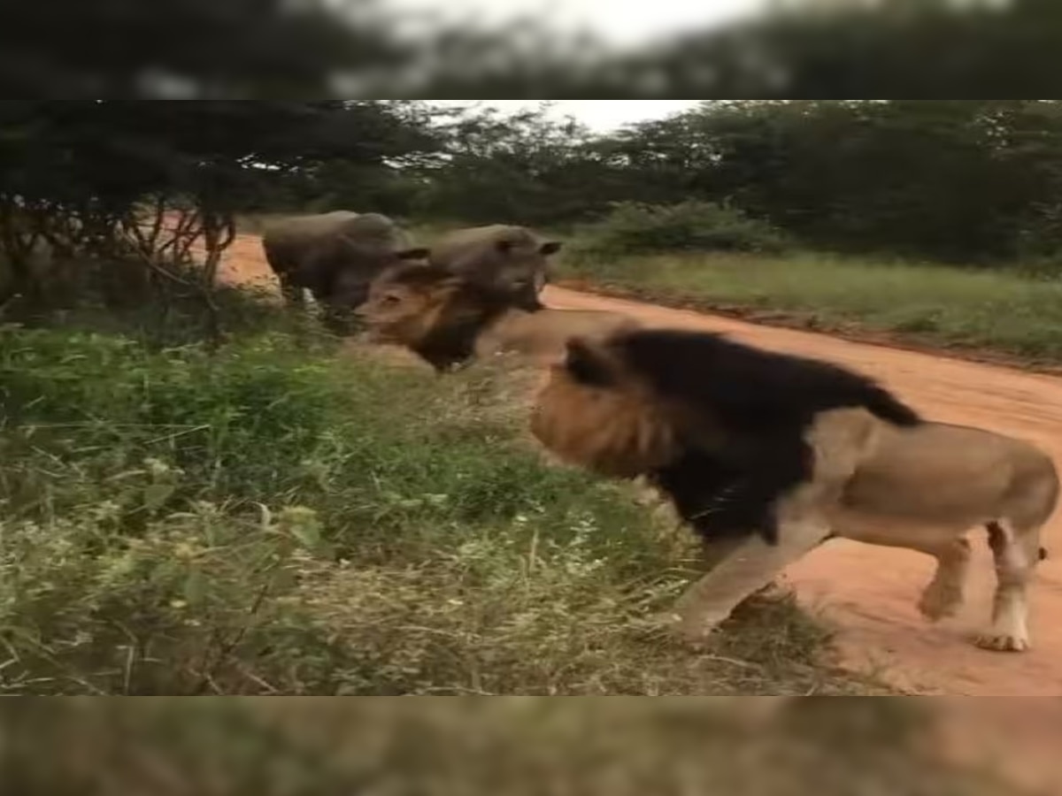 गैंडों को देखते ही दुम दबाकर भाग खड़े हुए दो बब्बर शेर, Video देख लोग उड़ा रहे मजाक