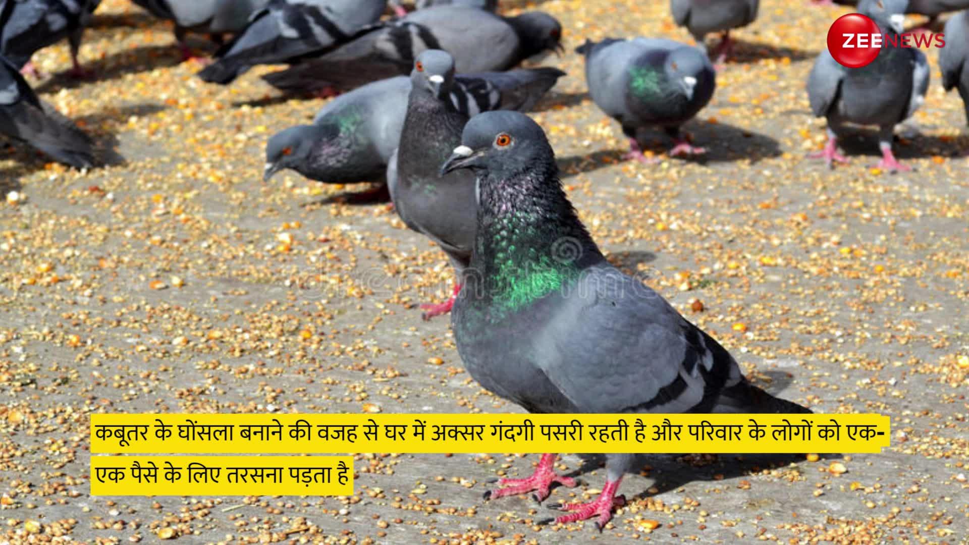 Pigeon Auspicious Sign: घर में कबूतर का बोलना शुभ है या अशुभ, भविष्य से  जुड़े होते हैं संकेत - Shubh ashubh signs of Pigeon in house for future  predictions