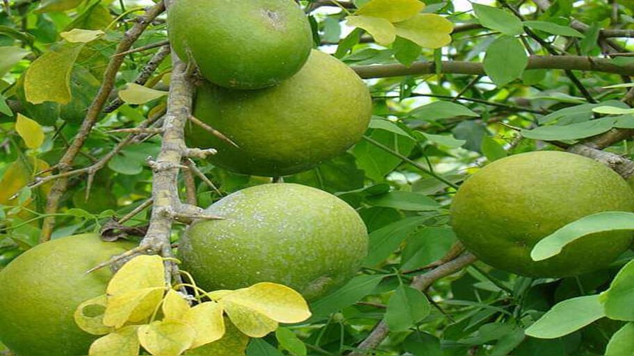 Bel Patra ke fayde: बेल का जूस पीने के हैं सैंकड़ों लाभ; जानकर होंगे हैरान