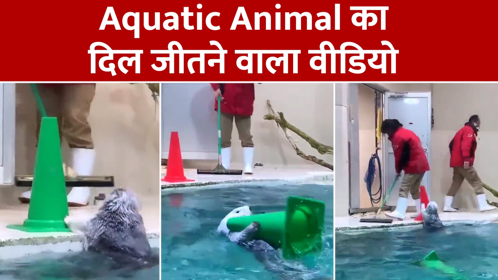 World best helper aquatic animal cleaning sweeming pool watch viral