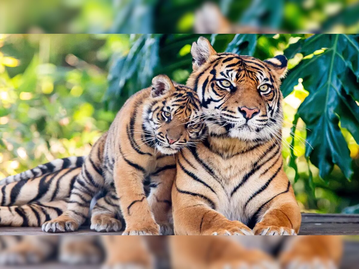 Tiger Census: ଜାଣିଛନ୍ତି କି ୩୧୬୭ଟି ବାଘକୁ କିପରି ଗଣାଯାଇଥିଲା, ପଢନ୍ତୁ ପୂରା ରିପୋର୍ଟ