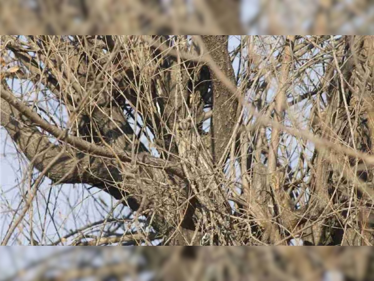 Optical illusion (Credit- Birding Beijing)