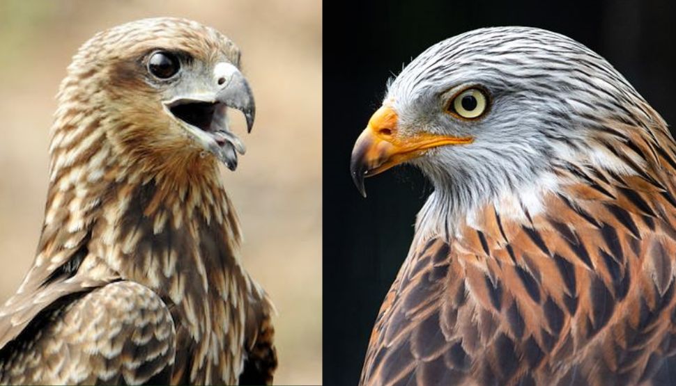 hawk-kite-differences-may-be-surprise-everyone-you-should-also-know