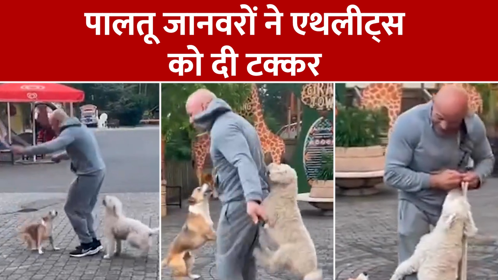 Pet Dogs jumping on skipping rope with with owner video went viral on