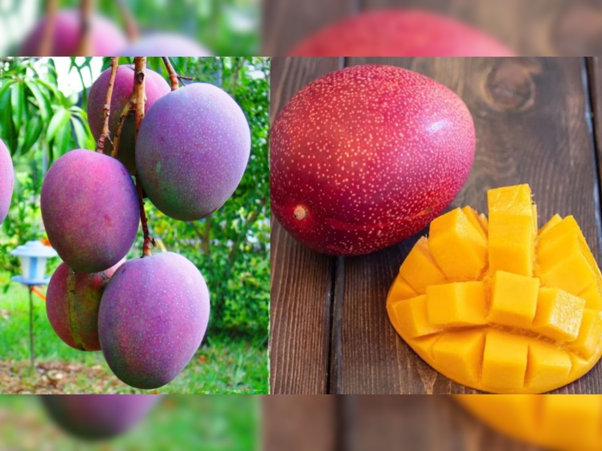 Most Expensive Mango in the World: ये है दुनिया का सबसे महंगा आम, एक किलो की कीमत 2.70 लाख रुपये