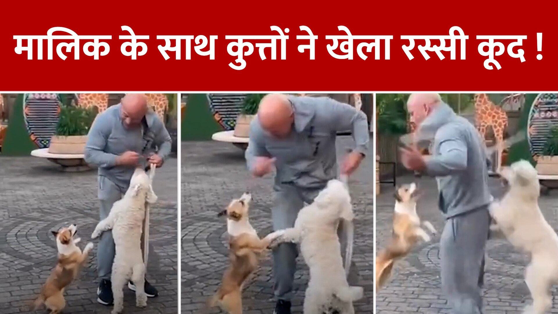 Cute pet Dogs jumping on skipping rope with owner animals lovers funny