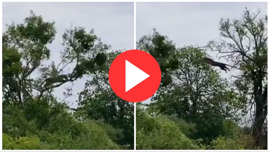 Video: जान बजाने के लिए पेड़ से कूद गया बंद, लेकिन तेंदुए के आगे नहीं चली होशियारी