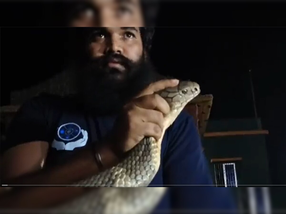 King Cobra Video: रात के अंधेरे में अचानक दिखा 12 फीट लंबा किंग कोबरा, हाइट देख अटकी सपेरे की सांस